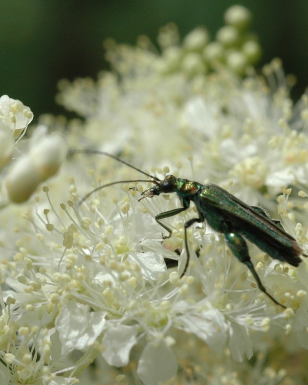 [BIO] Filipendula ulmaria (Reine des prés)