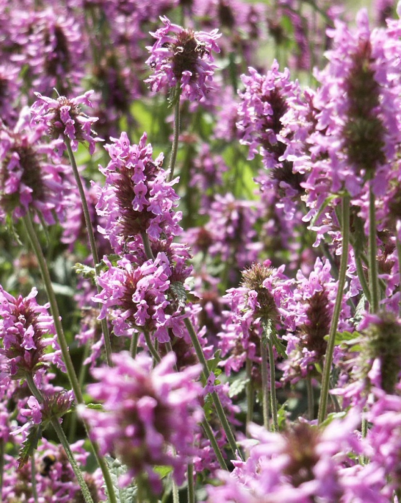 Stachys officinalis (Bétoine officinale)