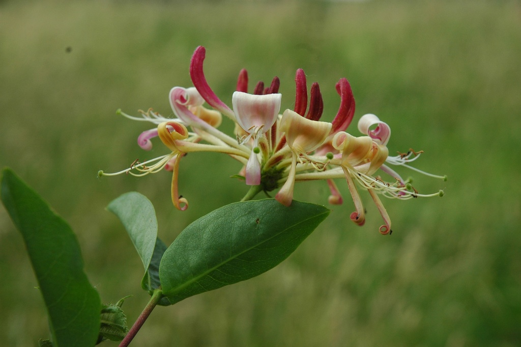 Lonicera periclymenum (Chèvrefeuille des bois)