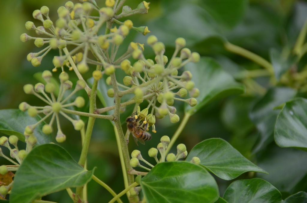 Hedera helix (Lierre grimpant)