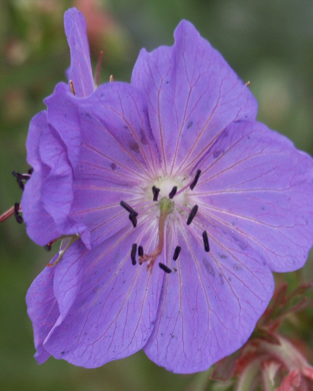 [BIO] Geranium pratense (Géranium des prés)