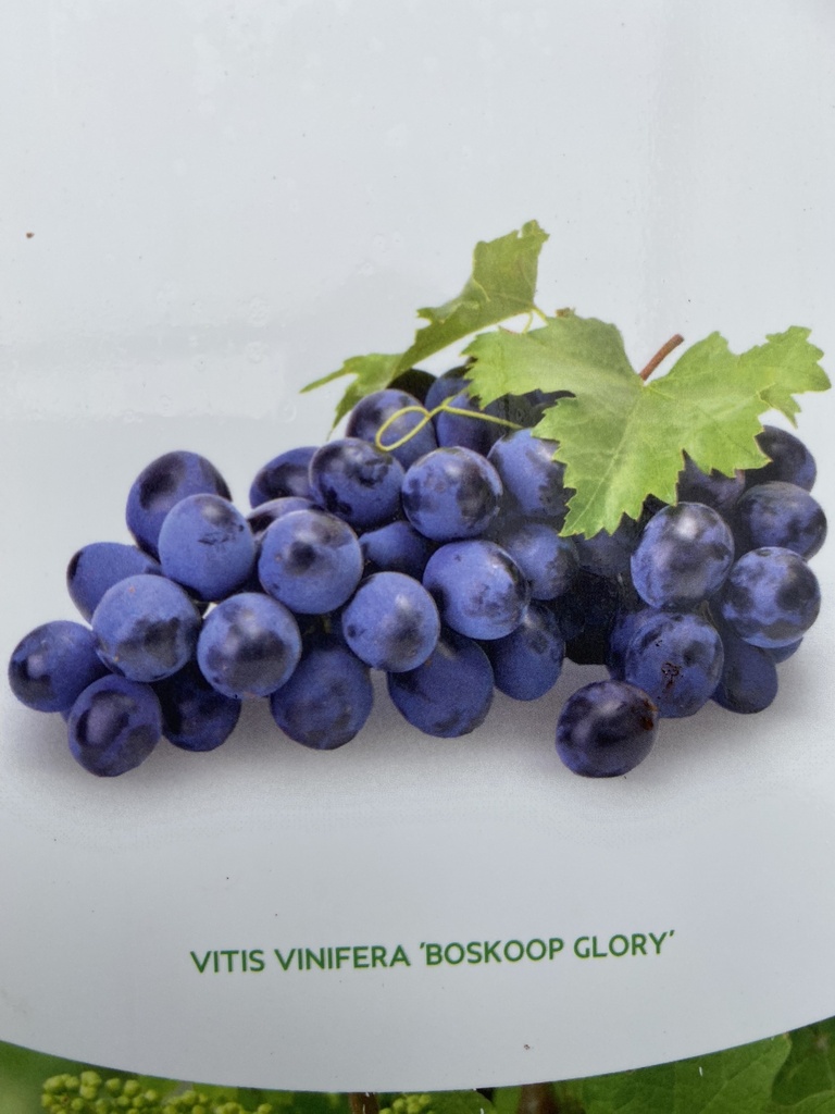 Vitis 'Boskoop Glory'