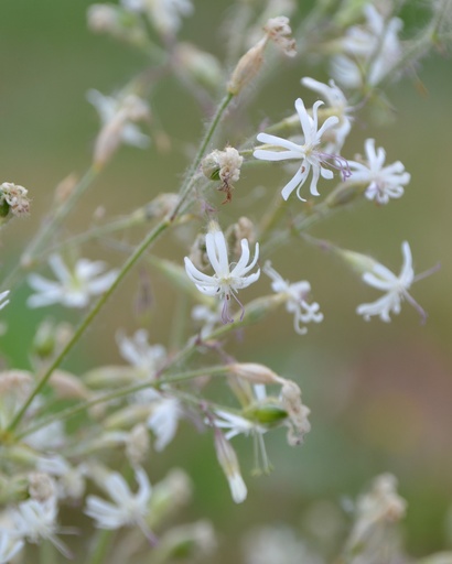 [pot] [BIO] Silene nutans (Silène penché)