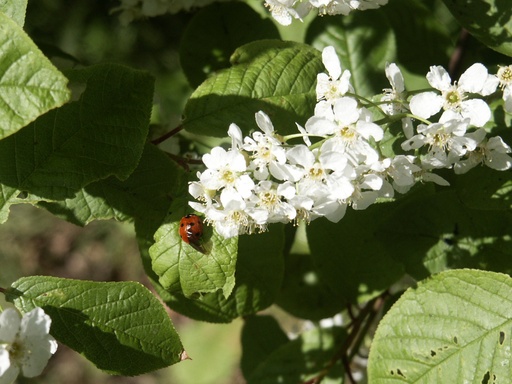 [rn] Prunus padus (Cerisier à grappes)