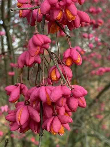 [rn] Euonymus europaeus (Fusain d'Europe)