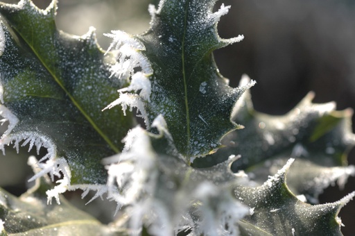 [Pot] Ilex aquifolium (Houx)