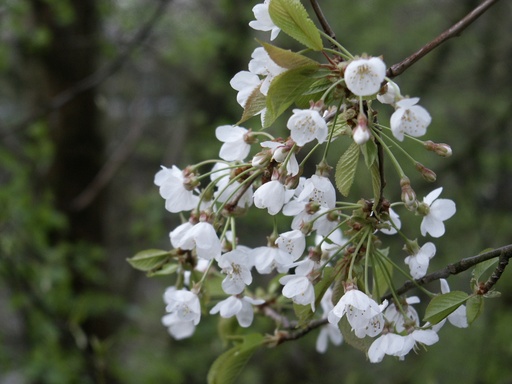 Prunus avium (Merisier)