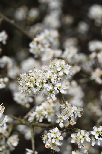 [rn] Prunus spinosa (Prunellier)