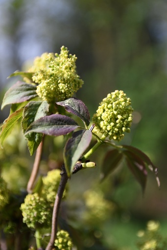 [rn] Sambucus racemosa (Sureau à grappes)