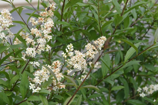 [rn] Ligustrum vulgare (Troëne)