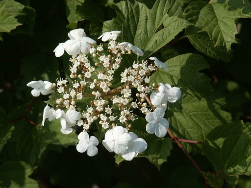 [rn] Viburnum opulus (Viorne obier)