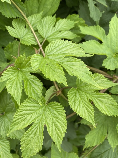 Humulus lupulus (Houblon grimpant)