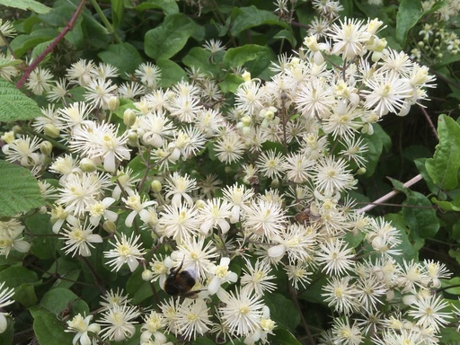 Clematis vitalba (Clématite des haies)