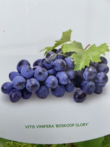 [POT] Vitis 'Boskoop Glory'