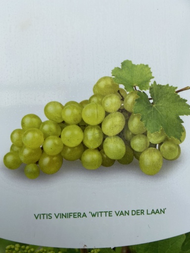 [POT] Vitis 'Vroeger Van der Laan'