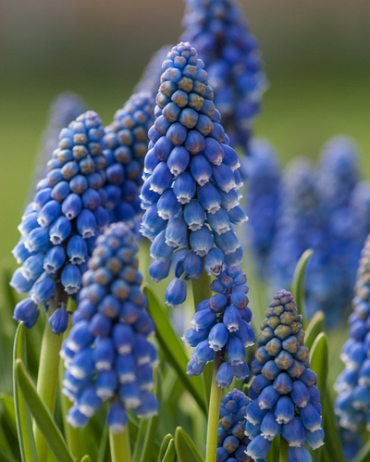 [VRAC] Muscari armeniacum (Muscari d'Arménie)